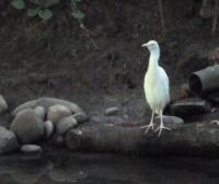 Ch’uu-k’et-ni chvslh-mvn moyn-xu waa-dvn des-telh. "The egret is standing next to the edge of the pond."